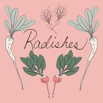Beautiful Radishes, Leaves, bright pastel hand drawn pen and ink, digital colored illustration