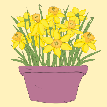 Yellow Daffodils in Flowerpot hand drawn pen and ink, digital colored illustration