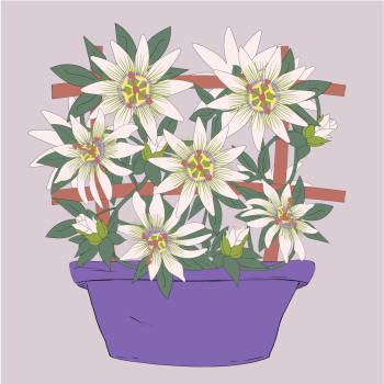 passion-flower flowerpot hand drawn pen and ink, digital colored illustration