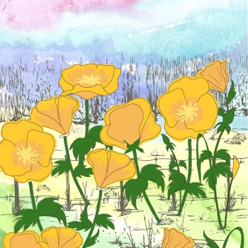 California Golden Poppies hand drawn pen and ink, digital colored illustration