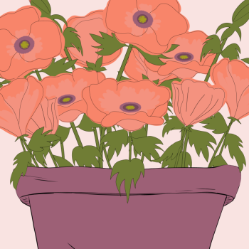 Orange poppies flower potted hand drawn pen and ink, digital colored illustration