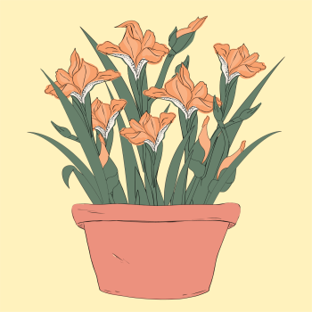 Peach Orange Irises Flowers, Floral, Botanical hand drawn pen and ink, digital colored illustration