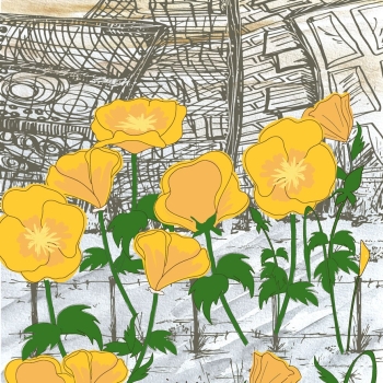 California Golden Poppies in the City hand drawn pen and ink, digital colored illustration
