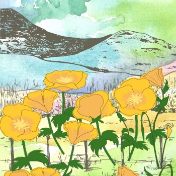 California Golden Poppies Mountains hand drawn pen and ink, digital colored illustration with watercolor