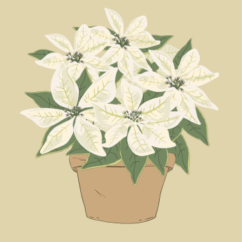 white poinsettia Christmas winter flower potted hand drawn pen and ink, digital colored illustration