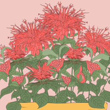bergamot, bee balm herb plant in flower pot hand drawn pen and ink, digital colored illustration