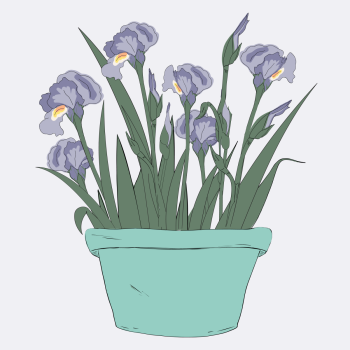 Blue Flag Iris in Flowerpot otanical hand drawn pen and ink, digital colored illustration