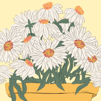 White Cone Flowers Echinacea in flowerpot hand drawn pen and ink, digital colored illustration