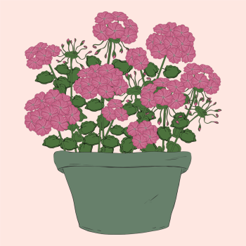 geraniums violet stripe flowers flowerpot hand drawn pen and ink, digital colored illustration