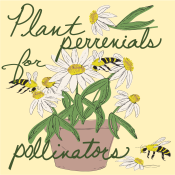 Grow Perennials for Pollinators Sustainable Living Tip hand drawn pen and ink, digital colored illustration