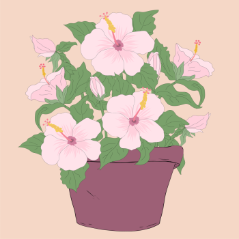 pink hibiscus tropical flower potted hand drawn pen and ink, digital colored illustration