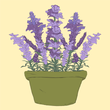 Purple Lavender herb plant in flower pot hand drawn pen and ink, digital colored illustration