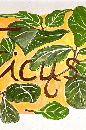 Ficus tree houseplant whimsical illustration with hand lettering